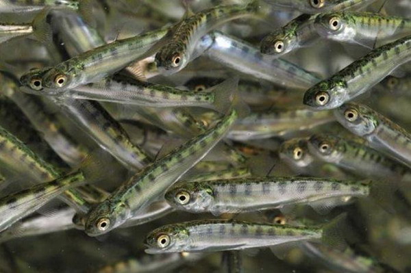 Почти 90% пришедшей на нерест в реку Паратунка кеты было выращено на заводе Главрыбвода