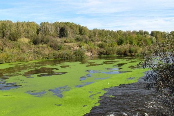 Шотландцы нашли способ раннего обнаружения цветения воды