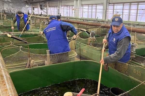 В 2023 году в Онегу выпущено рекордное количество молоди лососевых