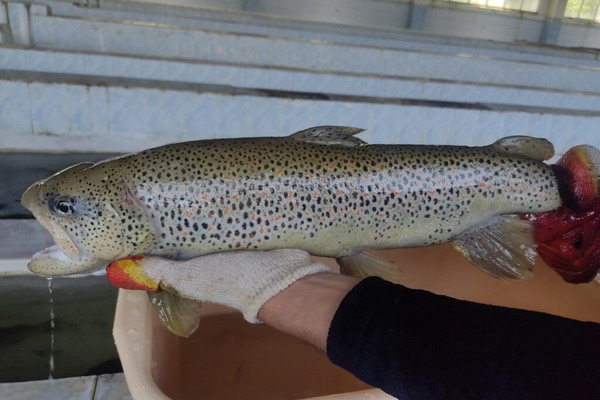 Специалисты Терско-Каспийского филиала Главрыбвода завершили закладку икры каспийского лосося на инкубацию