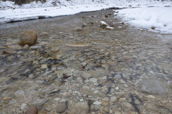 Рыбные запасы водоемов Дагестана в 2022 году пополнили почти 24 млн молоди различных видов рыб