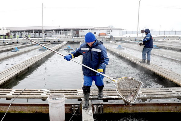 В Северной Осетии за 7 лет смогли на порядок увеличить производство рыбы