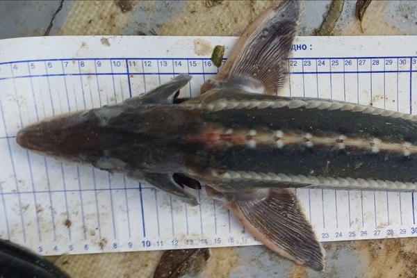 Первый с начала XX века случай обнаружения шипа в Азовском море