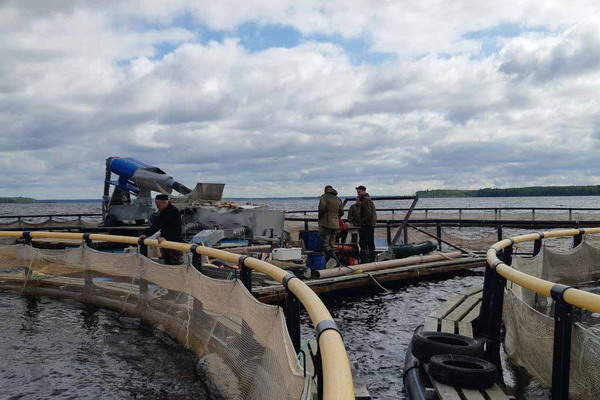 На Вологодчине производство продукции аквакультуры выросло в 14 раз за последние десять лет