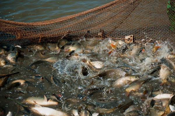 В условиях использования водоемов под аквакультуру учтут «прудовые» изменения