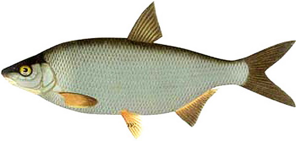 Рыбец