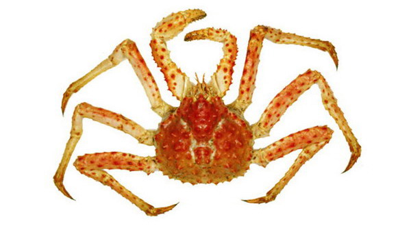 Краб равношипый Краб равношипый