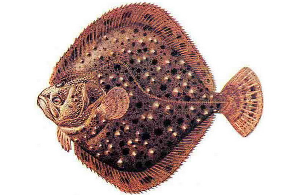 Калкан черноморский