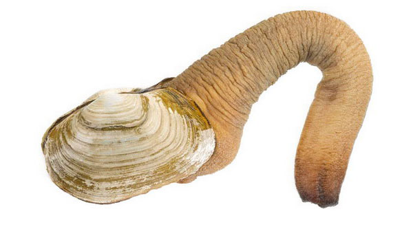 Панопея японская (гуидак)