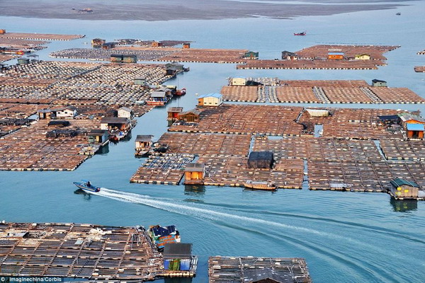 Производство аквакультуры в Китае превысило 50 млн тонн